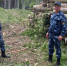 Тавдинская колония ИК-19 ведёт заготовку и вывозку леса - ТАВДИНКА.РФ