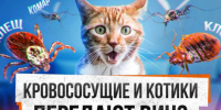 Мифы о ВИЧ - ТАВДИНКА.РФ