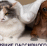 Влияние пассивного курения на собак и кошек - ТАВДИНКА.РФ