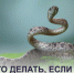 Что делать, если укусила гадюка? - ТАВДИНКА.РФ