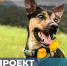 Проект «Желтая лента» или «Желтая собака». Что это такое? - Тавдинский городской округ