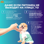 Дегельминтизация домашних животных