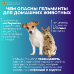 Дегельминтизация домашних животных