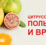 Цитрусовые: польза и вред - Тавдинский городской округ