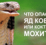 Что опаснее: яд кобры или мохито? - ТАВДИНКА.РФ