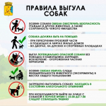 Базовые правила выгула собак