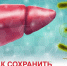 Как сохранить печень здоровой? - ТАВДИНКА.РФ