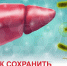 Как сохранить печень здоровой? - ТАВДИНКА.РФ