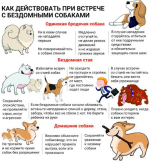 О ситуации с безнадзорными животными в Тавдинском округе