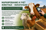 Маркирование и учет сельскохозяйственных животных