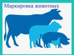 О маркировке и учете сельскохозяйственных животных